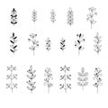 Sprigs and leaves. Plant sketches for design. Set of black vector illustrations on a white background.